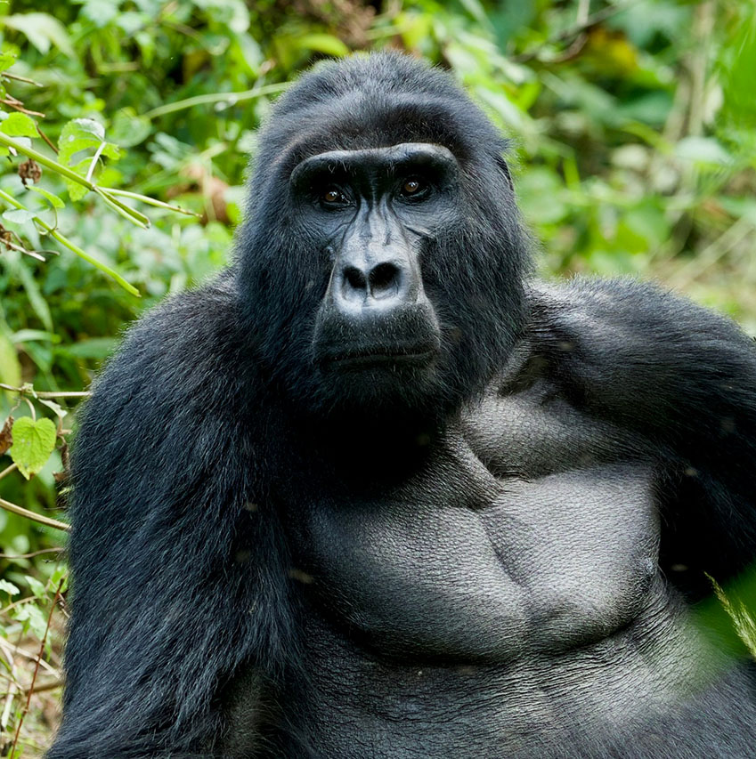 Uganda Gorilla Trekking