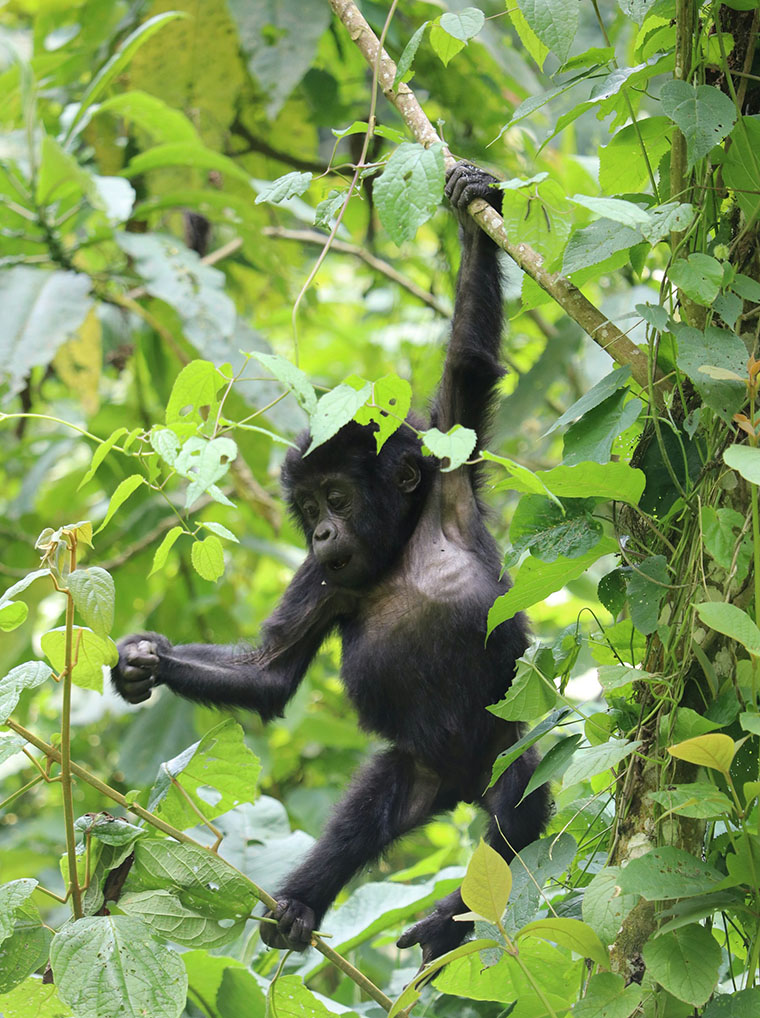 Gorilla Tours in Uganda