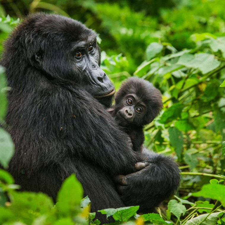Uganda Gorilla Trekking Safaris
