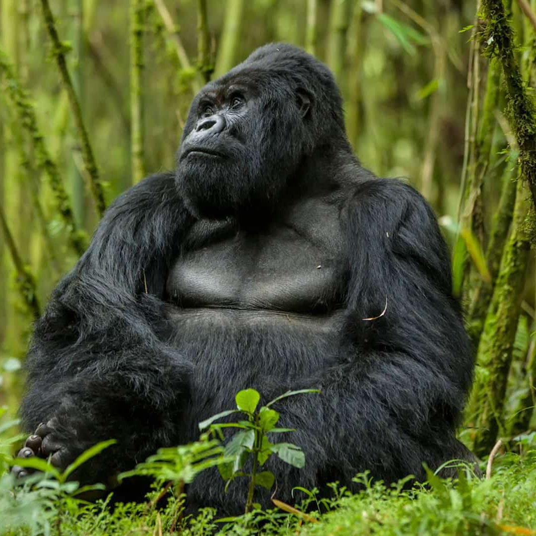 Rwanda Gorilla Trekking
