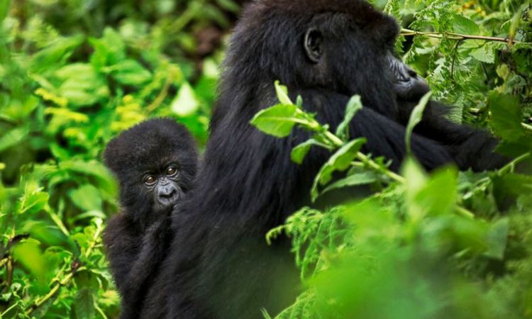 16 Days Uganda Chimps, Wildlife & Gorilla Tour