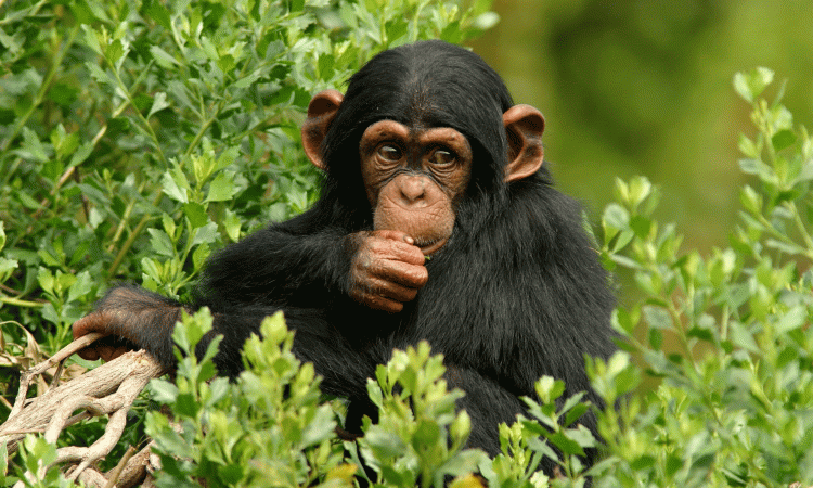 2 Days Kibale Chimpanzee Safari