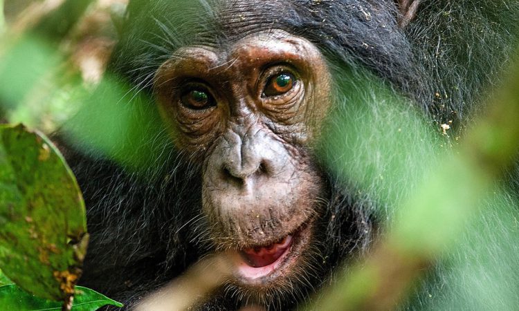 2 Days Ngamba Chimpanzee Trekking