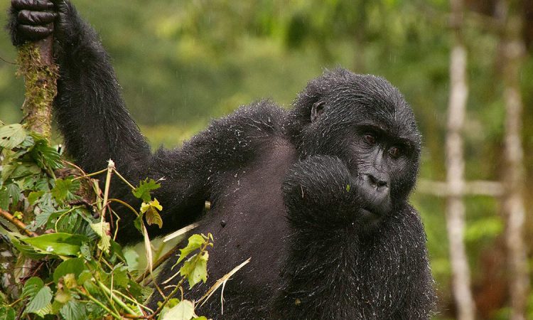 3 Days Bwindi Gorilla Habituation