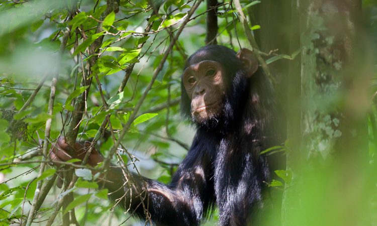 3 Days Kibale Chimpanzee Trekking
