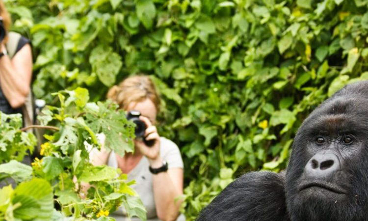 4 Days Rwanda Gorilla Safari