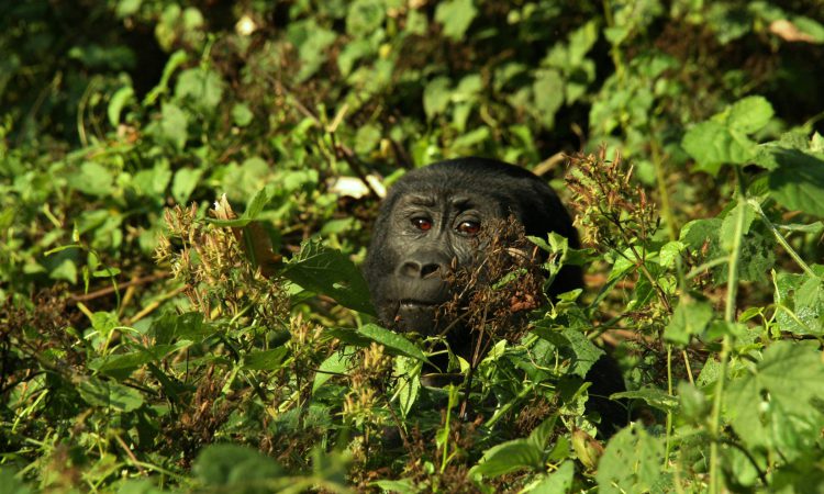 Uganda Slide
