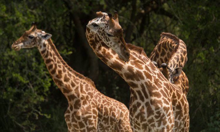 2 Days Rwanda Wildlife Safari