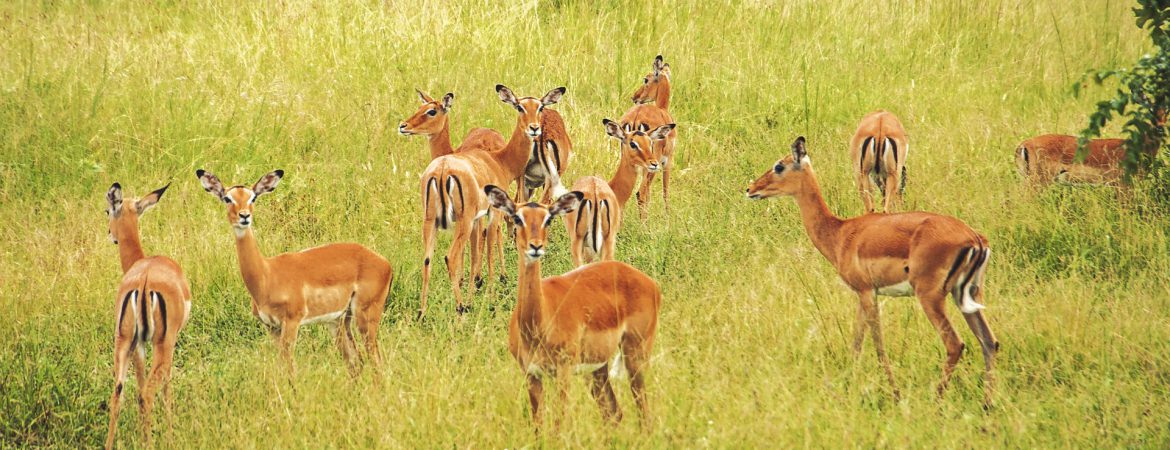 18 Days Long Adventure Holiday In Uganda Standard Gorilla Safaris