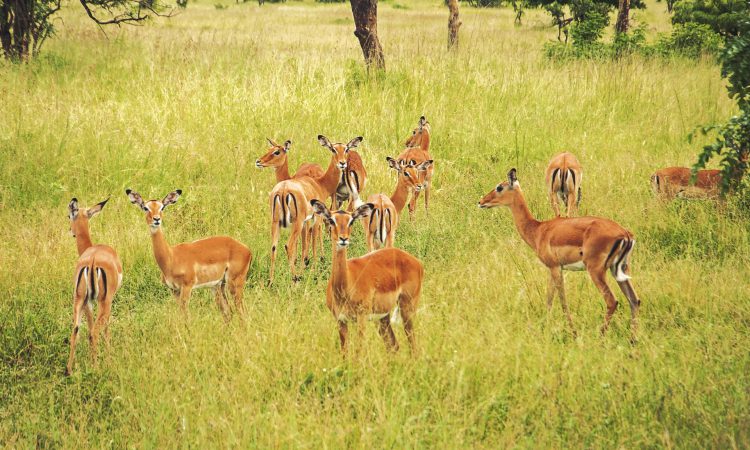 18 Days Long Adventure Holiday in Uganda