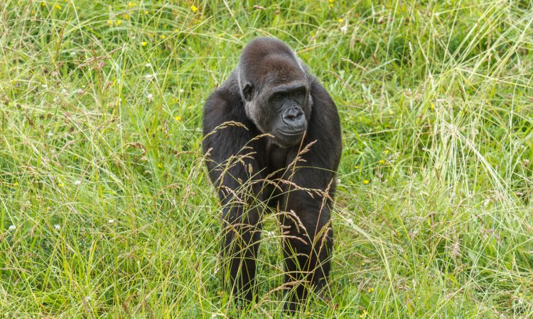 2 Days Kahuzi-Biega Lowland Tracking