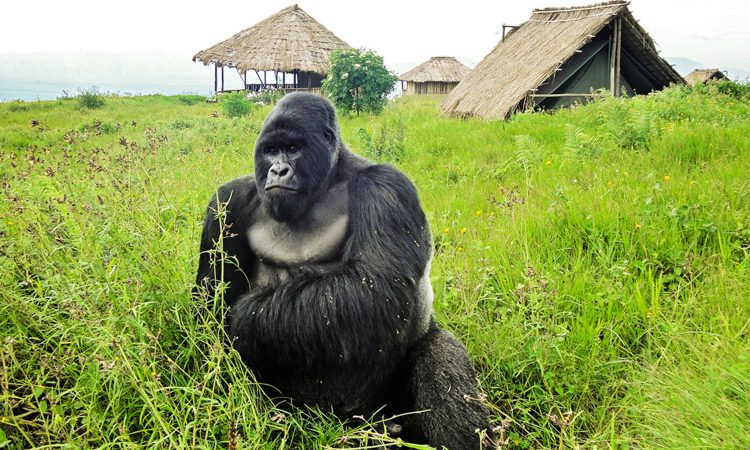 3 Days Virunga Gorilla Trekking Safari