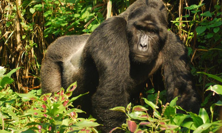 4 Days Bwindi Gorilla Habituation & Trekking