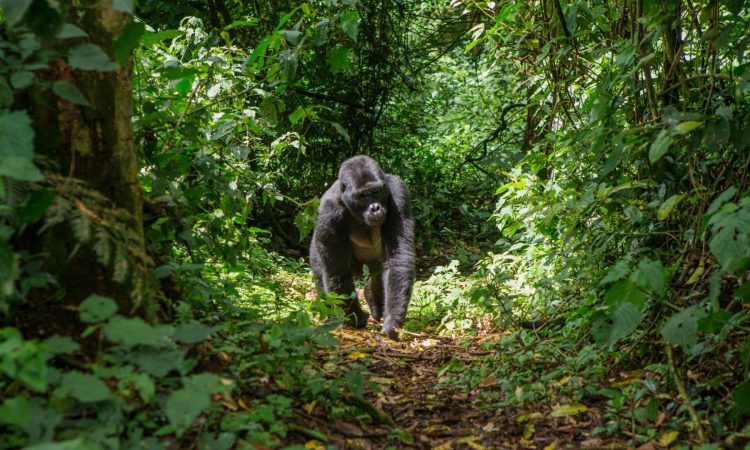 4 Days Double Gorilla Trekking in Bwindi