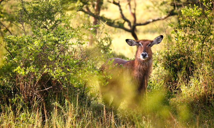 4 Days Lake Mburo & Gorilla Safari in Uganda