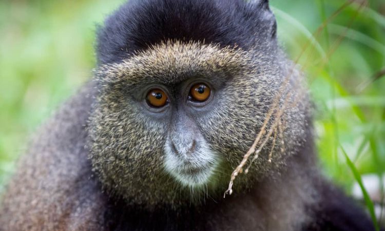 4 Days Mgahinga Gorillas, Culture & Golden Monkeys