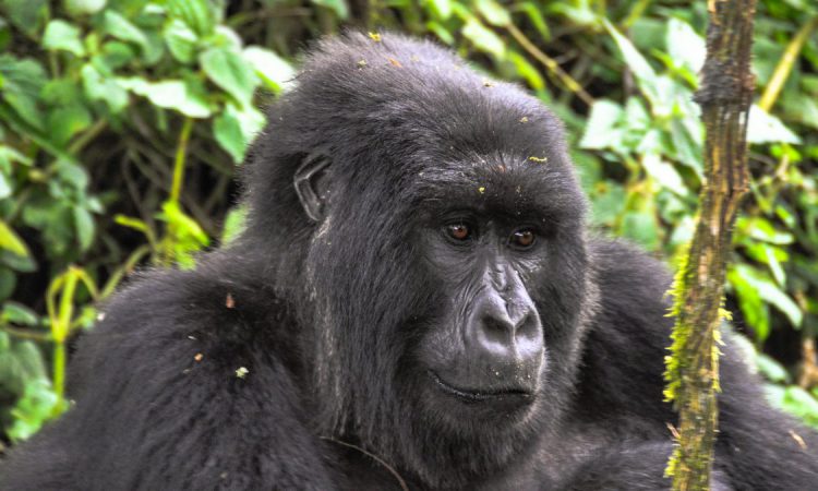 4 Days Uganda Gorillas & Golden Monkey Safari