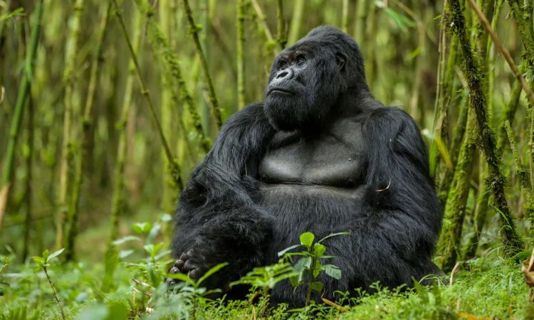 4 days Uganda Rwanda Gorilla Trek