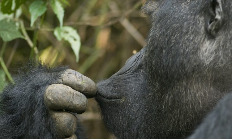 4 days Kahuzi-Biega Double Gorilla Trekking
