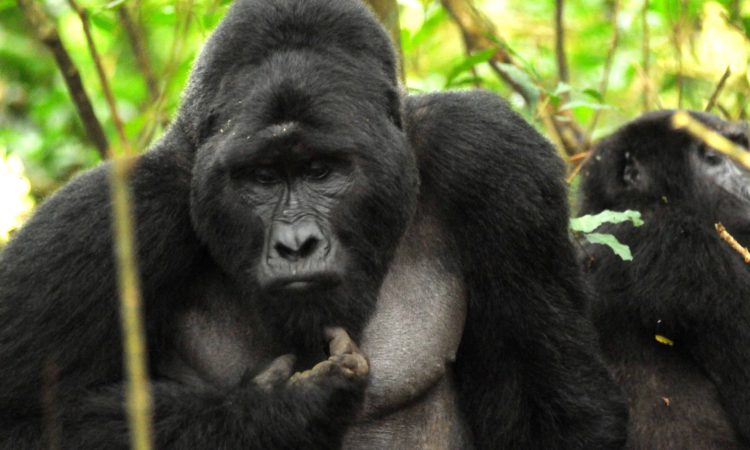 10 facts about mountain gorillas