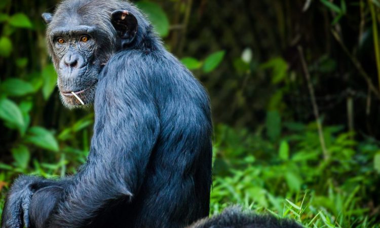 5 Days Uganda Chimps & Gorilla Habituation Safari