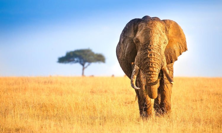 6 Days Bwindi Gorillas & Masai Mara Safari