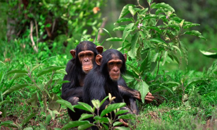 6 Days Double Gorilla Trek & Nyungwe Chimps