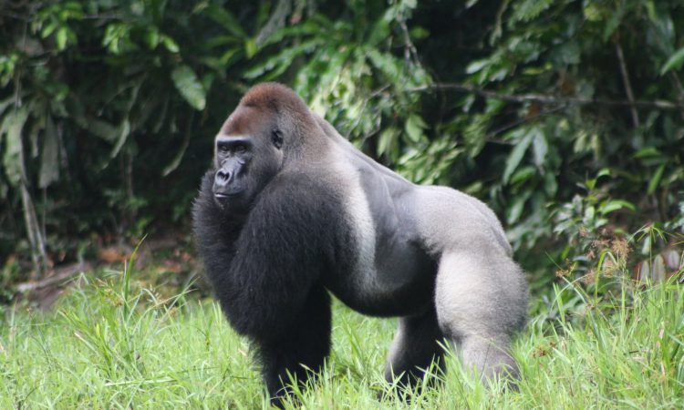 6 Days Mountain Gorilla & Lowland Gorilla Trekking