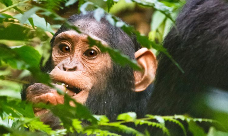 6 Days Uganda Primates & Wildlife Safari