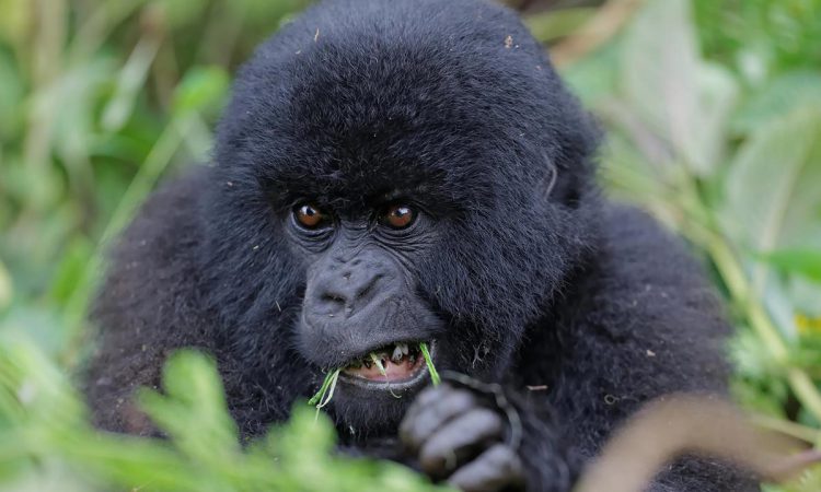 7 Days Rwanda Congo Primates Safari