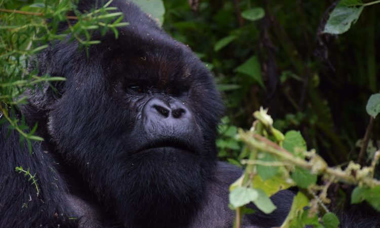 7 Days Rwanda Gorilla Trek & Big Five Safari