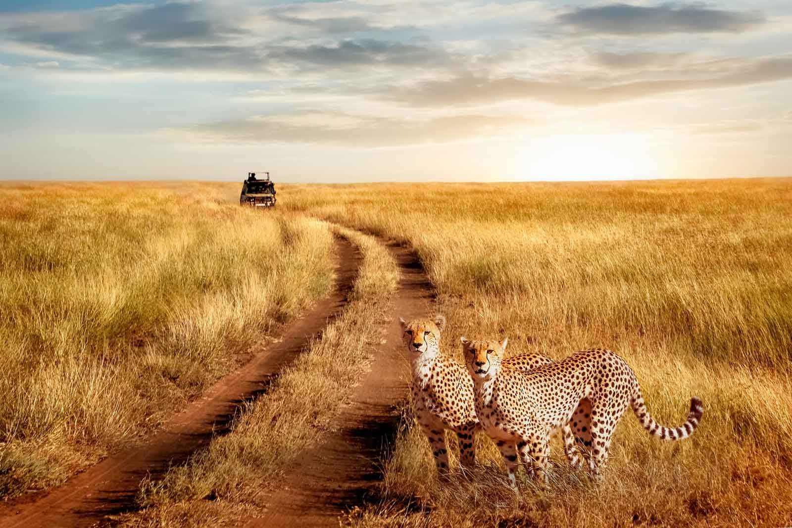 tanzania or kenya for safari