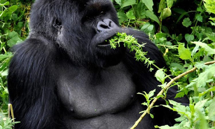 8 Days Rwanda Classic Safari