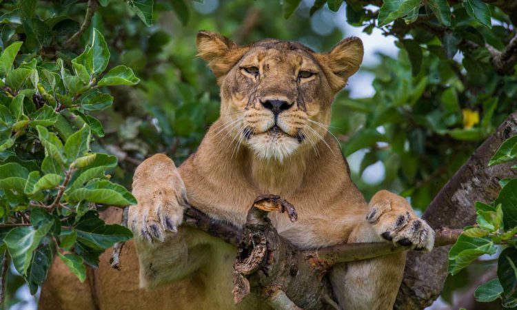 Tree climbing lions in Queen Elizabeth National Park