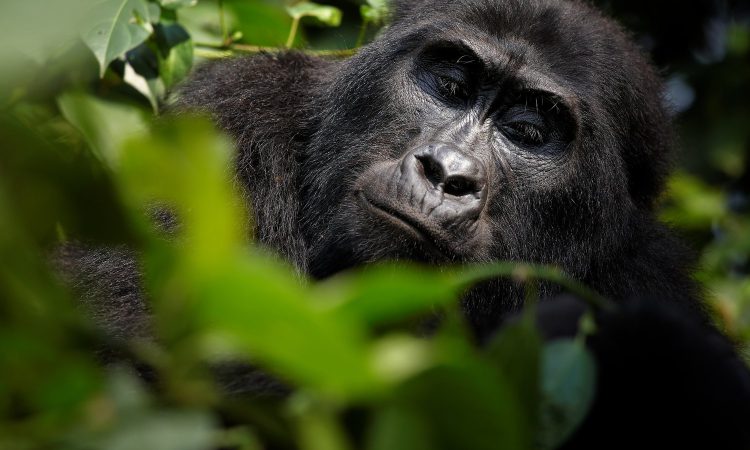 Virunga national park