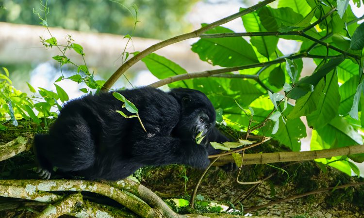 Why you Should Book Gorilla Permits in Advance