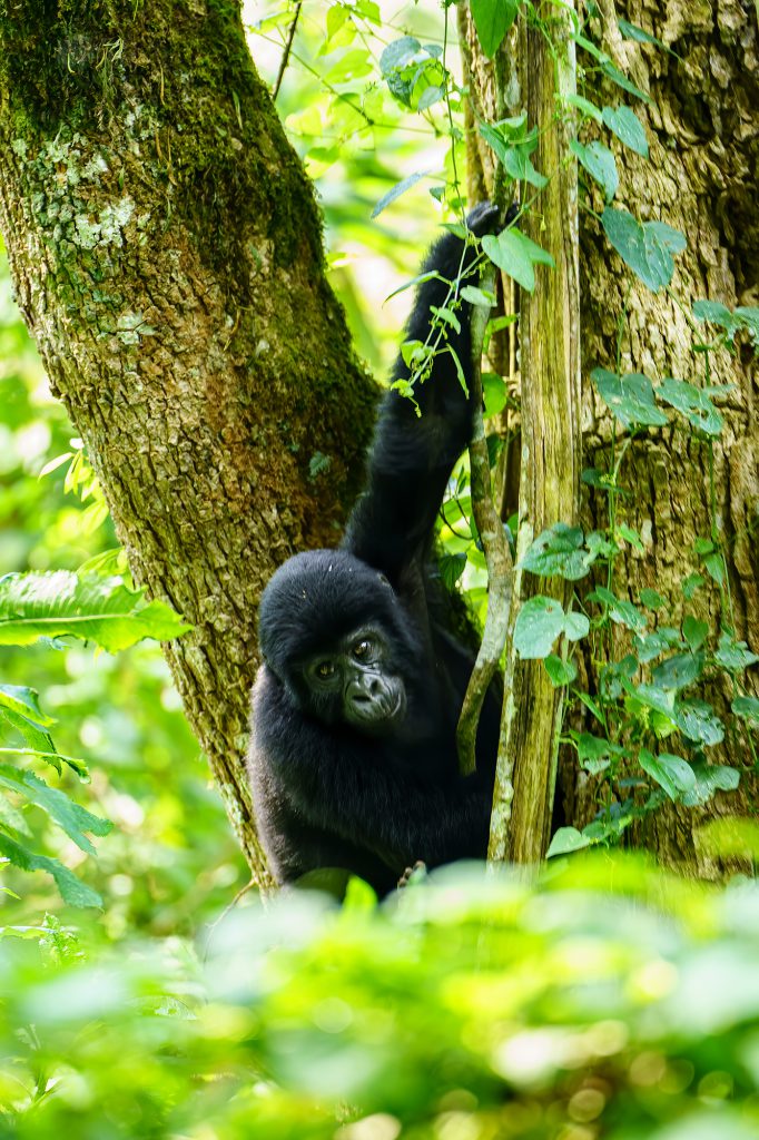 How Strong are Gorillas? Compared to Humans | Gorilla Strength