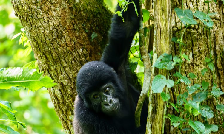 How Strong are Gorillas
