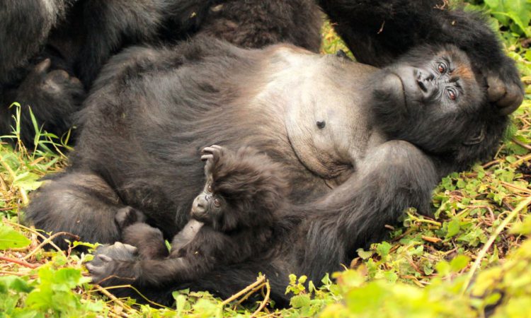 How do gorillas sleep?