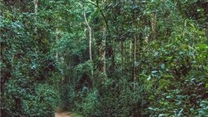 Kibale Forest