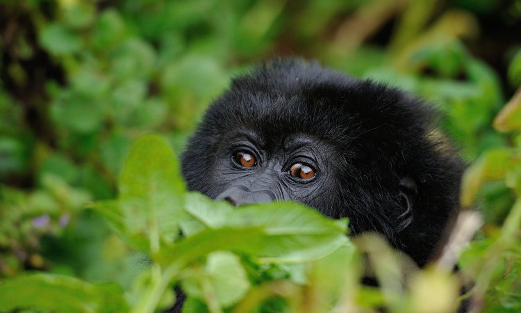 How mountain gorillas adapt to the environment
