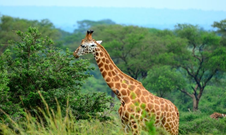 Murchison Falls National Park