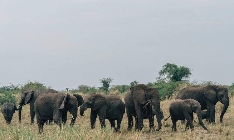 Queen Elizabeth National Park
