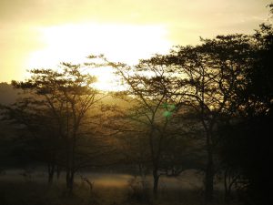 Acacia trees in the park