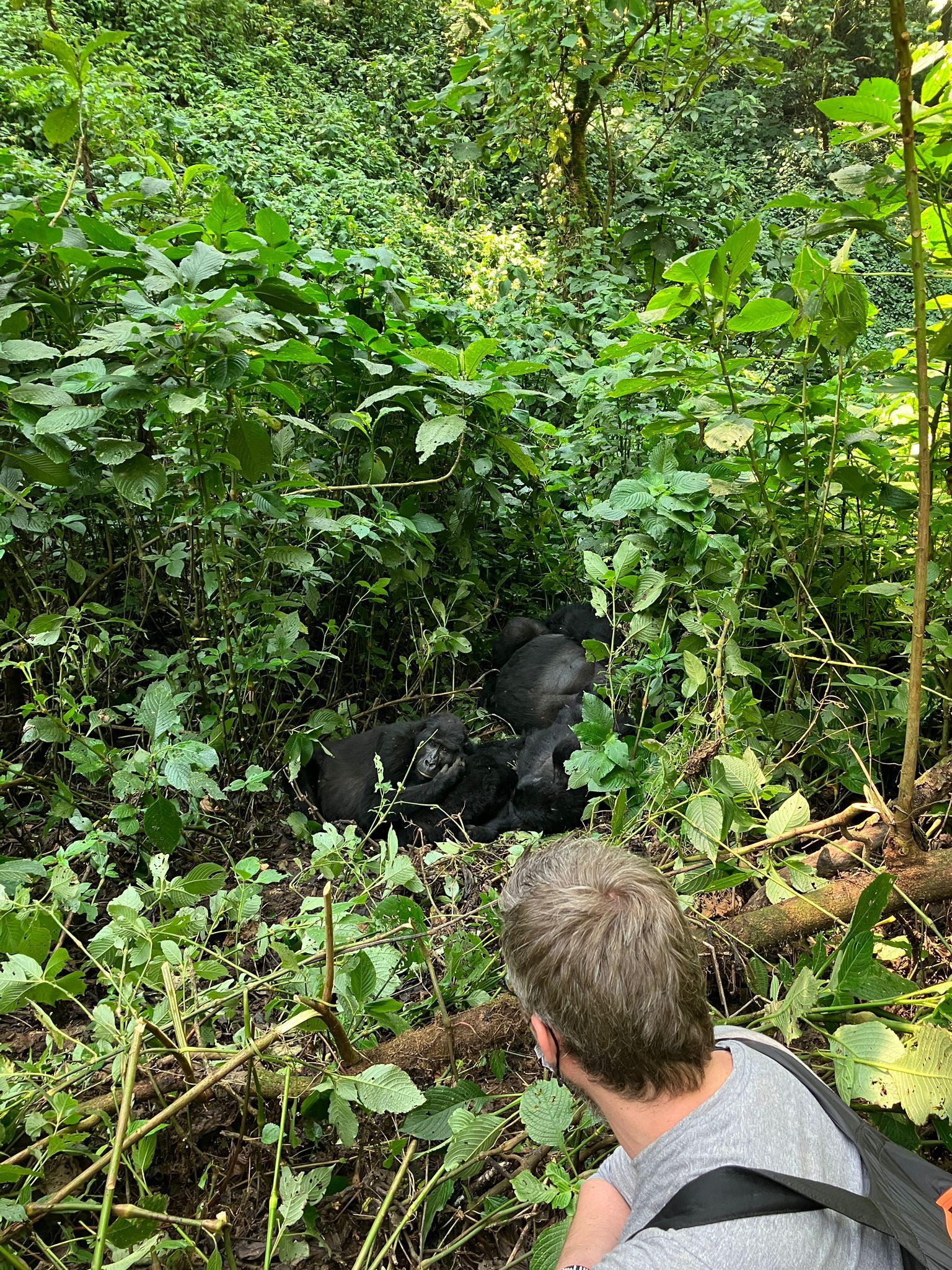 www.standardgorillasafaris.com