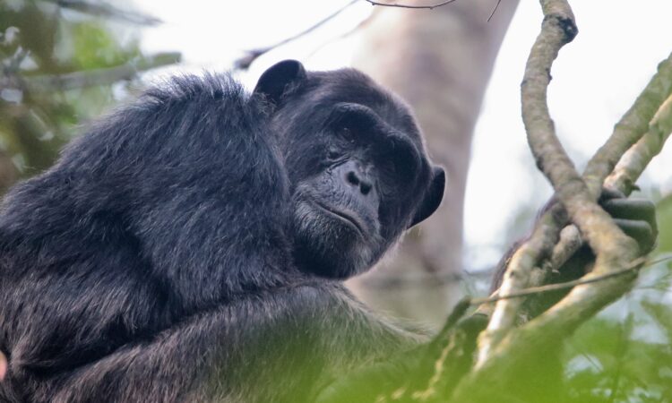 Chimpanzee Trekking in Rwanda, Uganda, Tanzania and D.R. Congo