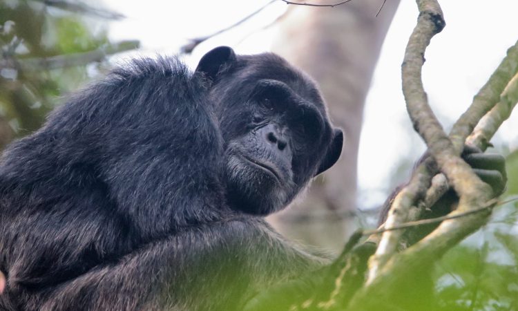 Chimpanzee Trekking in Rwanda, Uganda, Tanzania and D.R. Congo