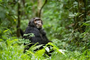 Chimpanzee in Kibale National Park