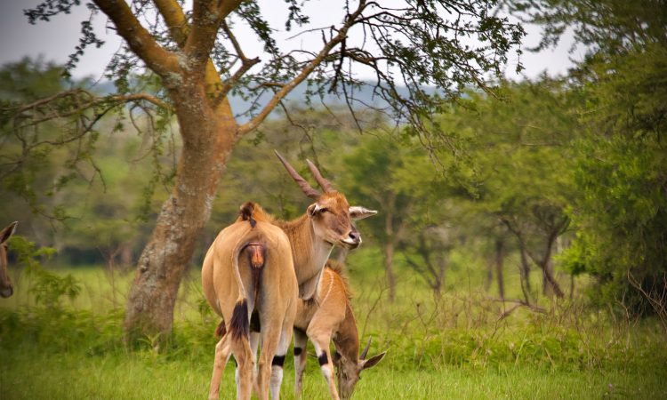 3 days Lake Mburo National Park Safari