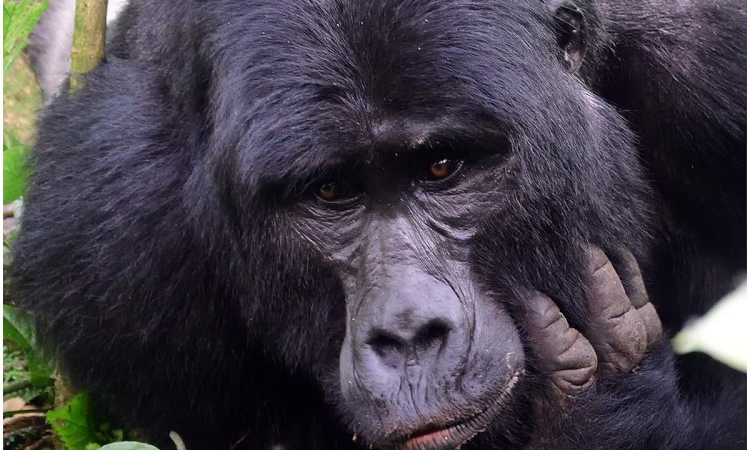 What to do when a gorilla charges on you?